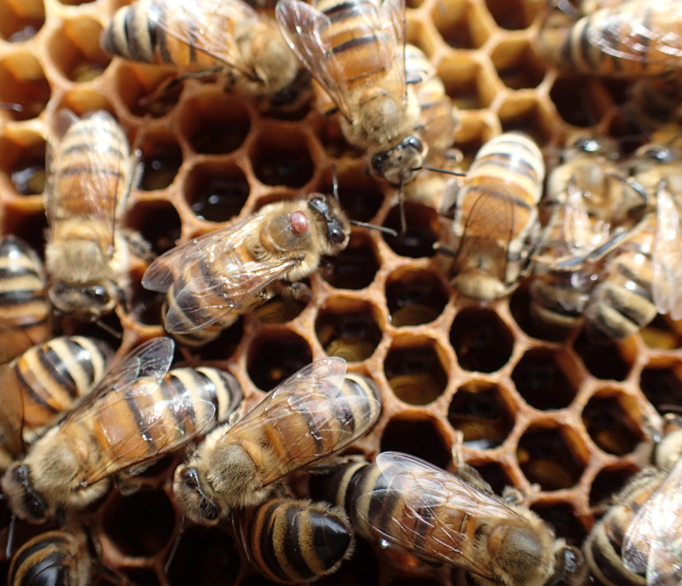 Honeybee-varroa